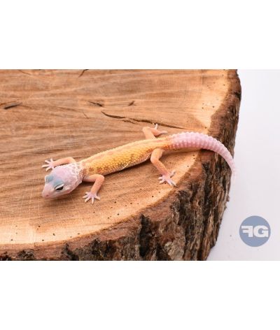 Murphy Gecko léopard 2