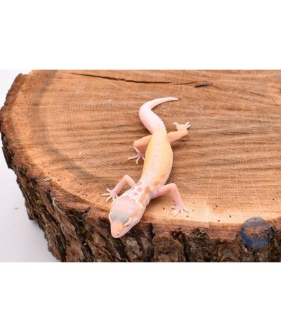 Bell Murphy Gecko léopard
