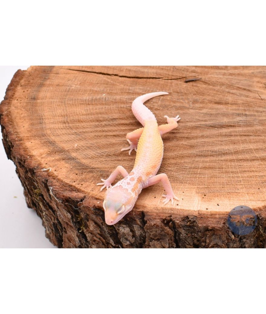 Bell Murphy Gecko léopard