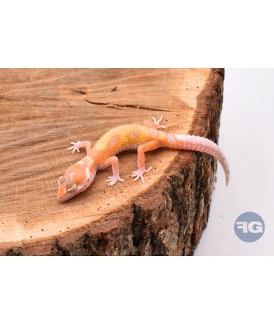 Sunglow Gecko léopard juvénile 1
