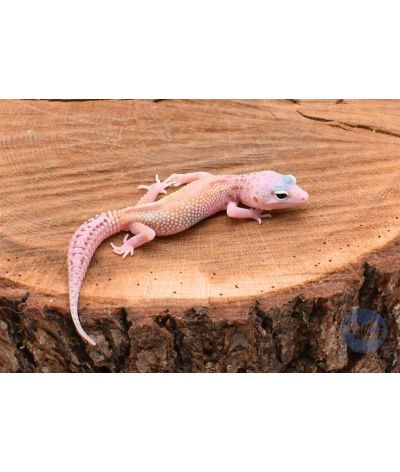 Red Stripe MackSnow Eclipse Gecko léopard