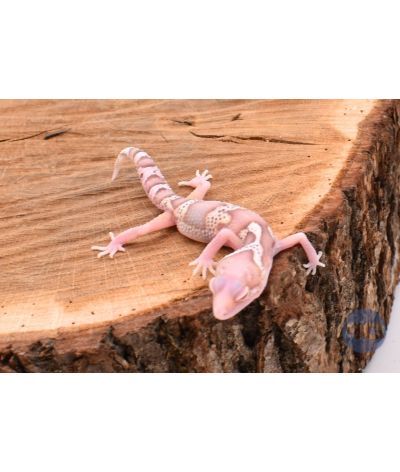 MackSnow Radar Gecko léopard 1