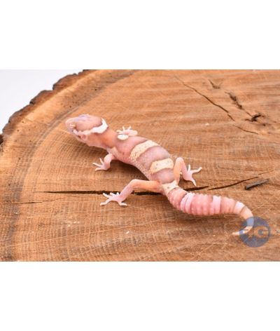 MackSnow Radar Gecko léopard 2