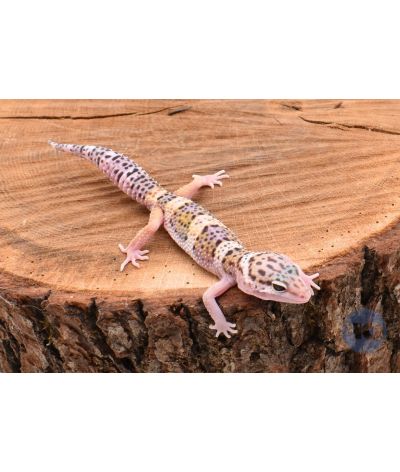 MackSnow Mâle Gecko léopard