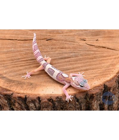 MackSnow Gecko léopard
