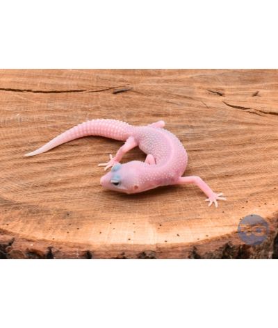 Blizzard Gecko léopard
