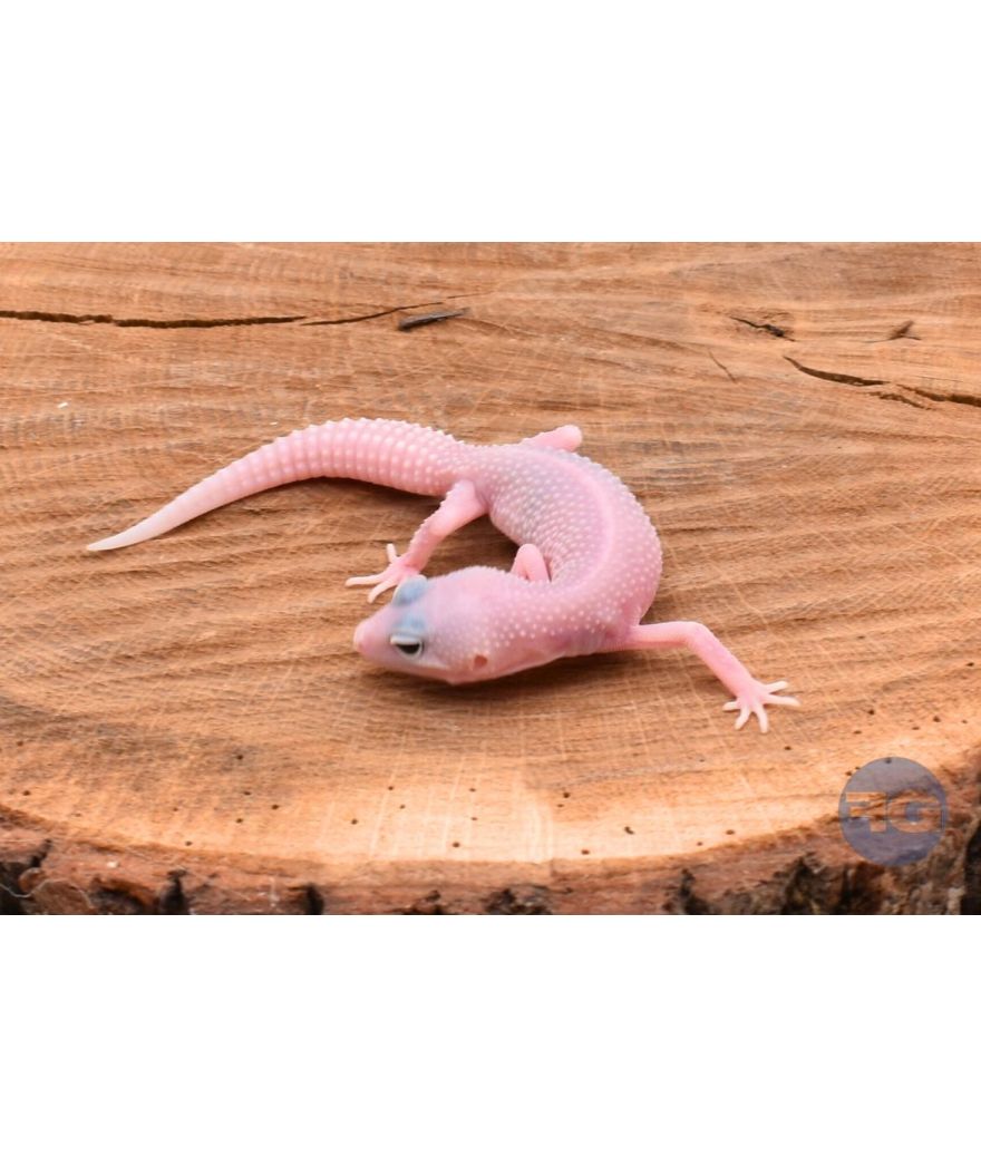 Blizzard Gecko léopard