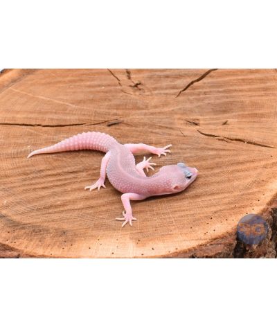 Blizzard Mâle Gecko léopard