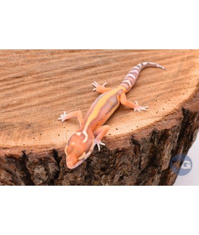 Red Stripe Bell Gecko léopard 1
