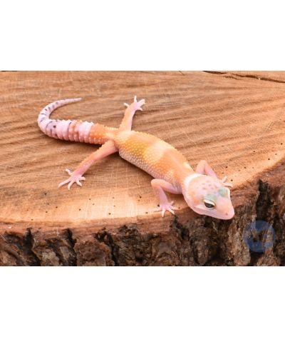 Super Hypo Tangerine Carott Tail Gecko léopard