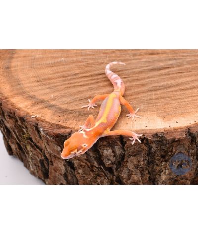 Red Stripe Bell Gecko léopard 2