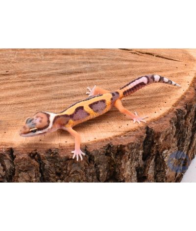 Tangerine Stripe Gecko léopard