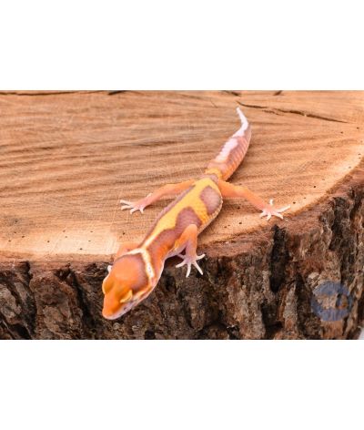 Tangerine Bell Gecko léopard