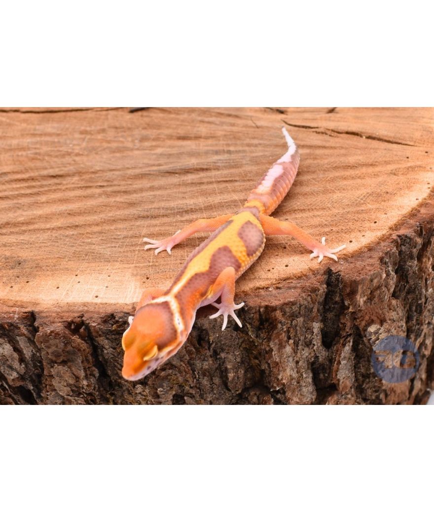 Tangerine Bell Gecko léopard