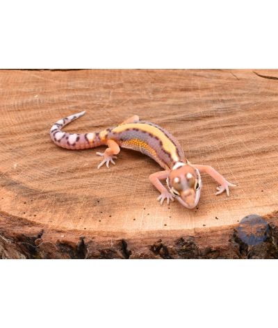 Stripe Gecko léopard