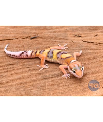 Banded Gecko léopard