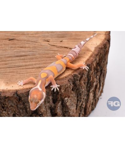 Sunglow Gecko léopard juvénile 2