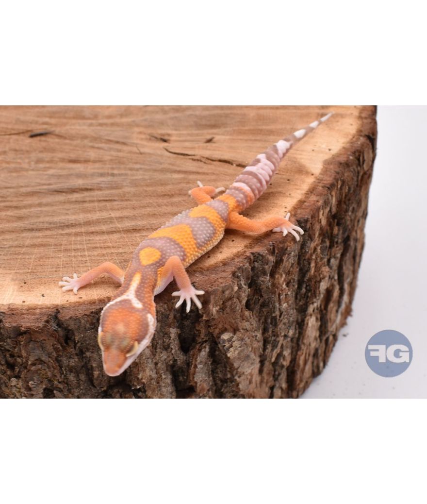 Sunglow Gecko léopard juvénile 2