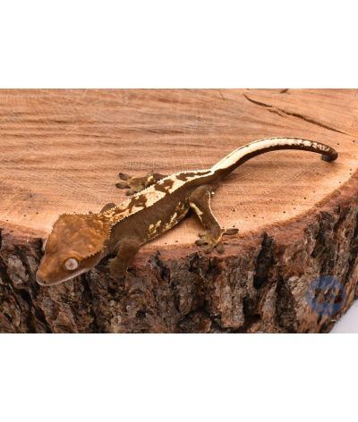Mut à confirmer Mâle juvénile Correlophus ciliatus