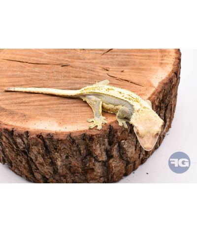 PinStripe Femelle Adulte 1 Correlophus ciliatus