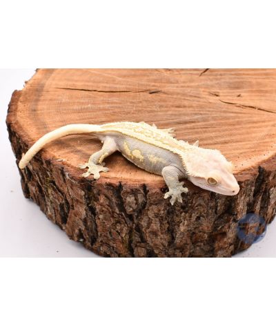 PinStripe Femelle Adulte 2 Correlophus ciliatus