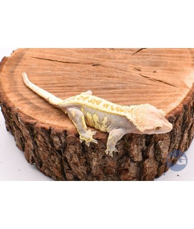 Harlequin PinStripe Femelle Adulte Correlophus ciliatus
