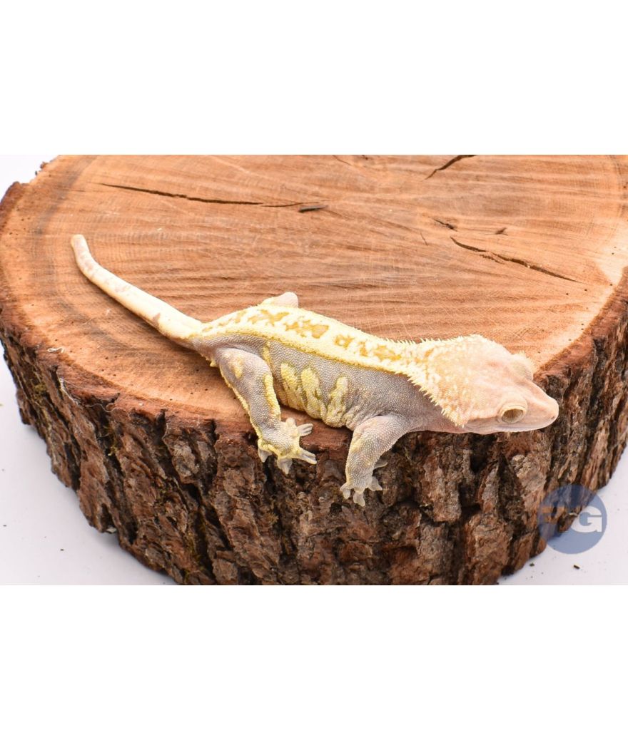 Harlequin PinStripe Femelle Adulte Correlophus ciliatus
