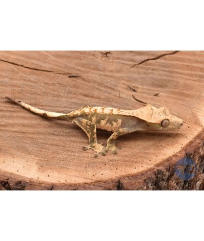 Extrême Harlequin juvénile Correlophus ciliatus