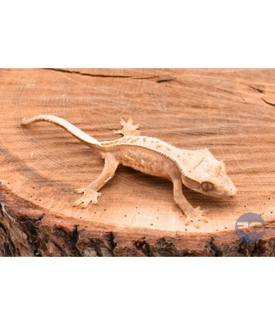 PinStripe juvénile Correlophus ciliatus