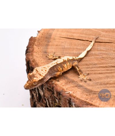 Harlequin 3 juvénile Correlophus ciliatus