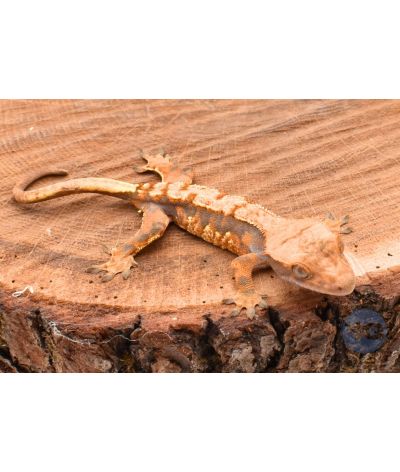 Tangerine Harlequin juvénile Correlophus ciliatus