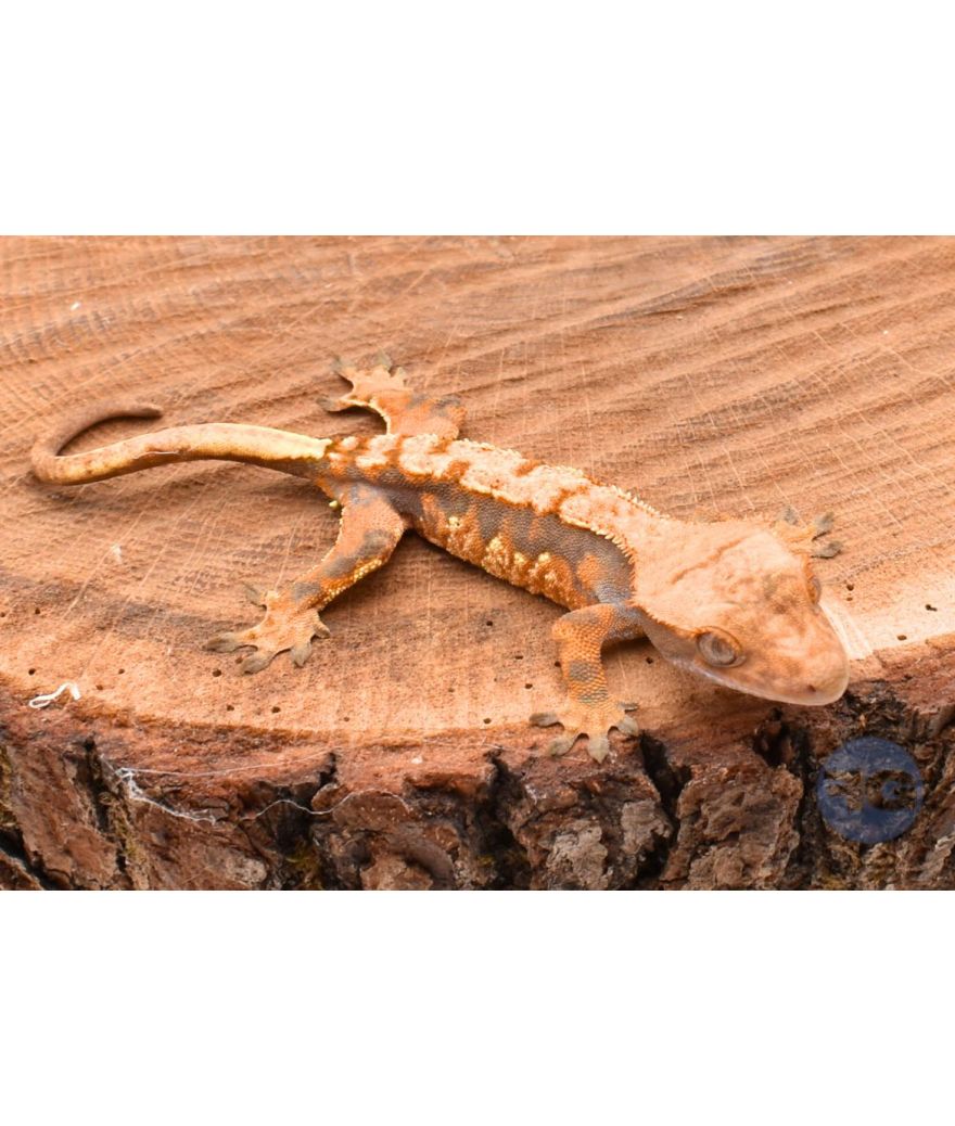 Tangerine Harlequin juvénile Correlophus ciliatus