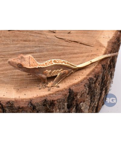 Full PinStripe juvénile Correlophus ciliatus