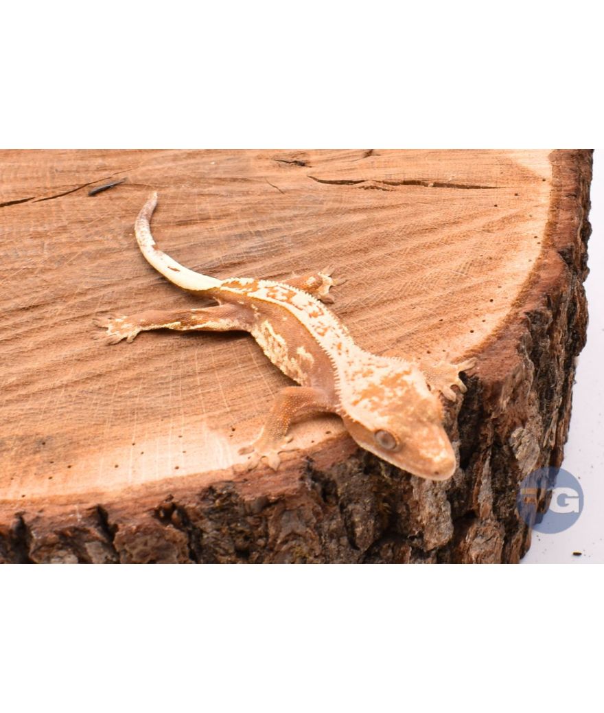 Red PinStripe juvénile Correlophus ciliatus