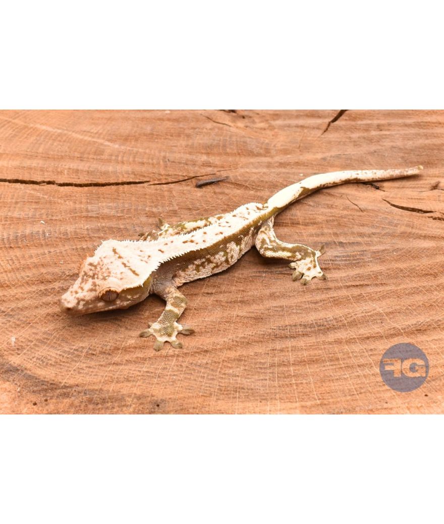 Harlequin PinStripe juvénile Correlophus ciliatus
