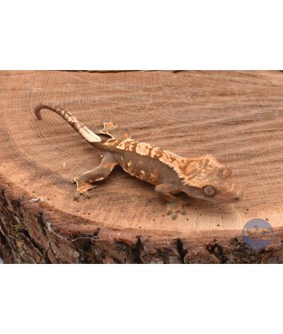 Harlequin Tricolor juvénile Correlophus ciliatus