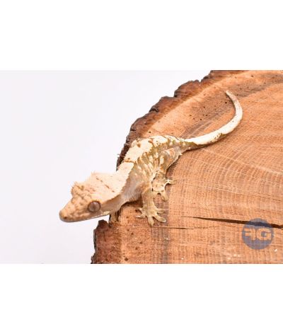 Extrême Harlequin juvénile Correlophus ciliatus