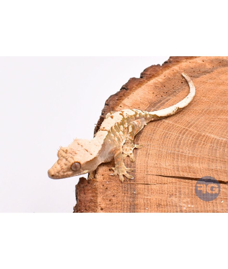 Extrême Harlequin juvénile Correlophus ciliatus