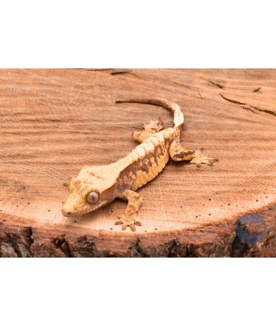 Extrême Harlequin juvénile 2 Correlophus ciliatus