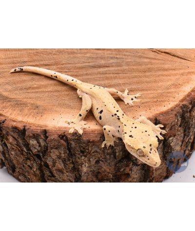 Yellow Super Dalmatien Mâle juvénile Correlophus ciliatus