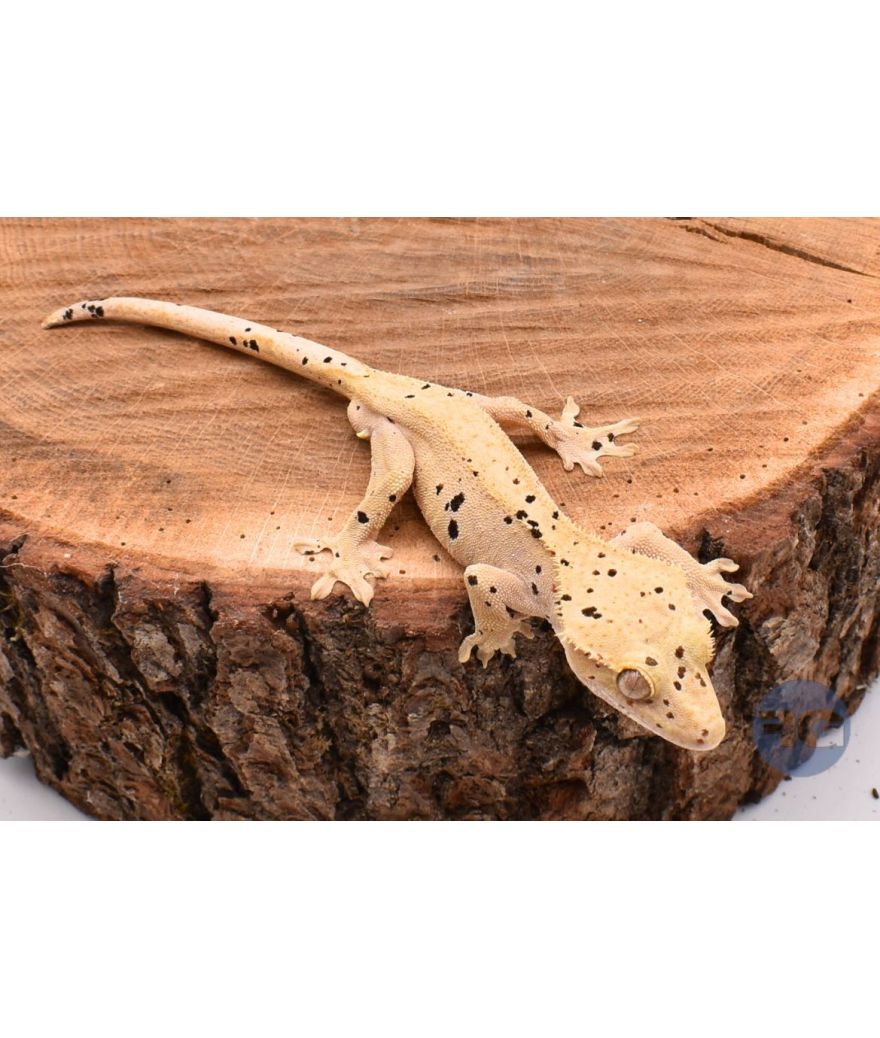 Yellow Super Dalmatien Mâle juvénile Correlophus ciliatus