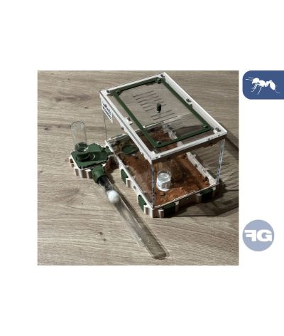 TerraKit Fourmis