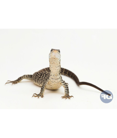 Varanus similis NC 2025