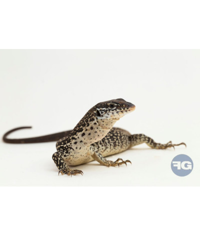 Varanus similis NC 2025