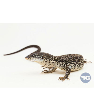 Varanus similis NC 2025