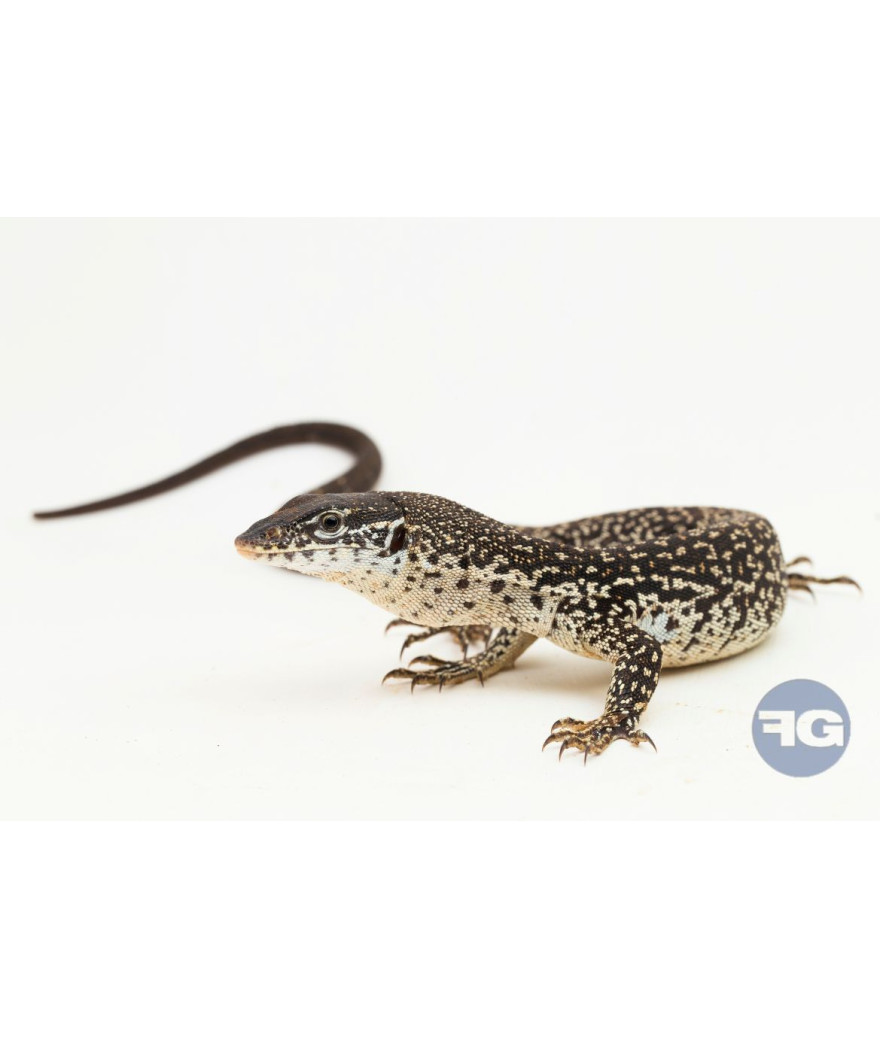Varanus similis NC 2025