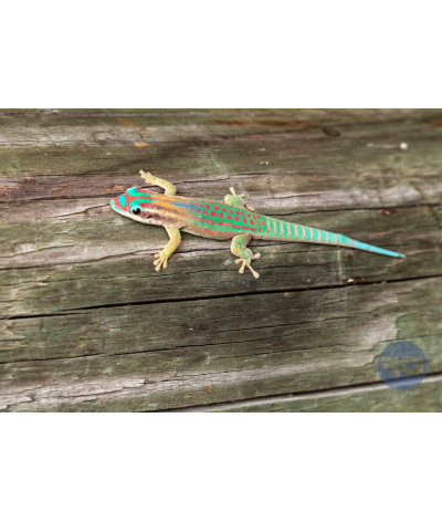 Phelsuma ornata