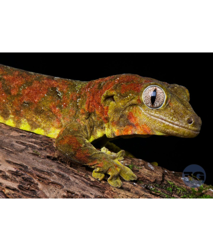 Rhacodactylus (Mniarogekko) chahoua