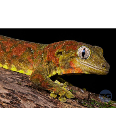Rhacodactylus (Mniarogekko) chahoua