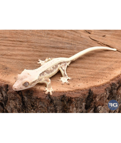 Gecko à crête Lilly white